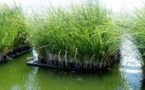 Ứng dụng cỏ Vetiver trong xử lý ô nhiễm môi trường đất và nước