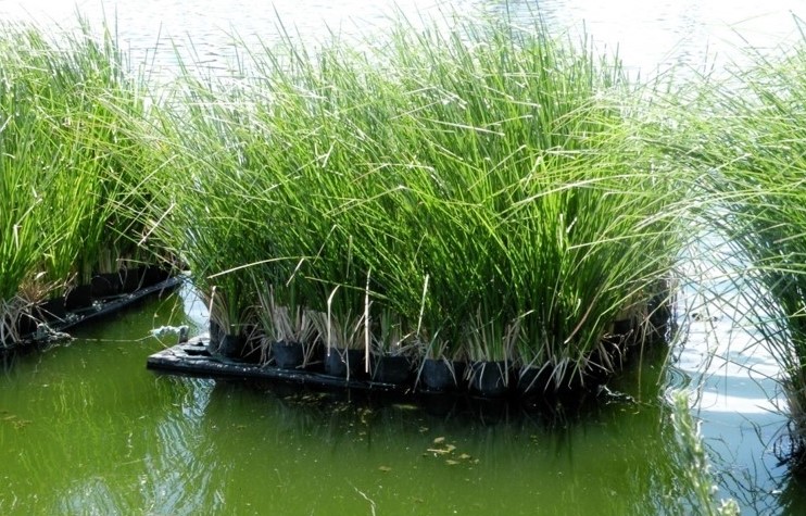 Ứng dụng cỏ vetiver trong xử lý nước thải